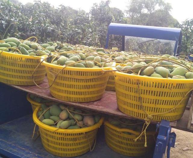 最新芒果品種揭秘，熱帶風(fēng)味的獨特魅力探索