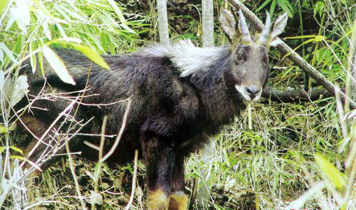 921212cc四不像鳳凰,專(zhuān)家解說(shuō)解釋定義_XDL10.650DIY工具版