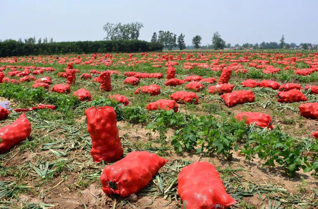 金鄉洋蔥出庫最新價(jià)格，獲取與了解的步驟指南