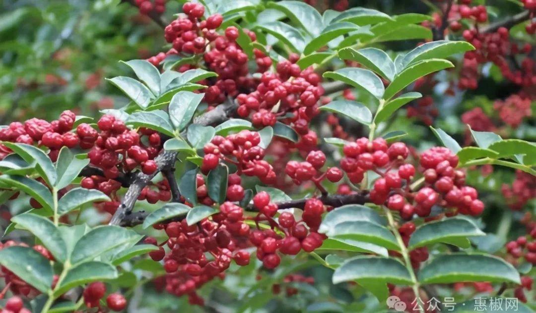 花椒價(jià)格最新行情2024，科技引領(lǐng)，椒香走向未來(lái)