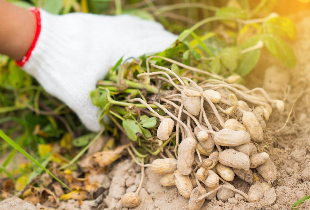 遼寧玉米最新價(jià)格動(dòng)態(tài)，變化中的機遇，學(xué)習成就自信與收獲