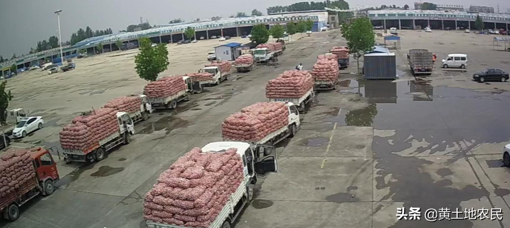 國際大蒜價(jià)格實(shí)時(shí)更新，最新行情概覽