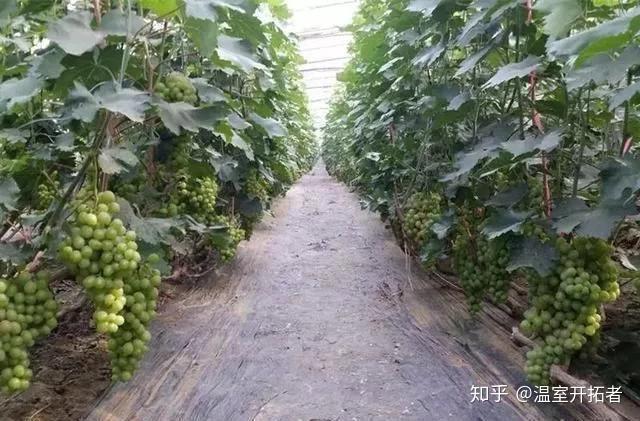 探索自然美景之旅，最新葡萄大棚種植模式揭秘