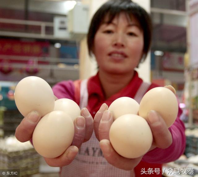 周口雞蛋今日最新價(jià)格，勵志故事背后的雞蛋價(jià)值探索