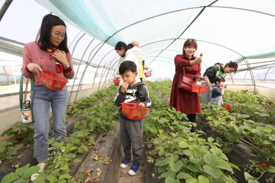 灃西新城馬王發(fā)展雙刃劍效應，最新消息與影響分析