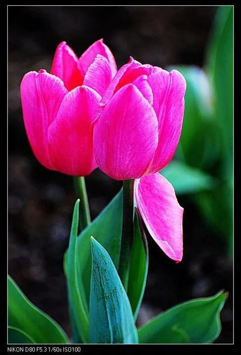 最新郁金香，小巷深處的芬芳馥郁之美