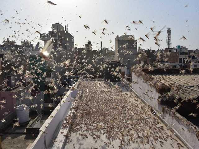 蝗蟲(chóng)最新動(dòng)態(tài)，蟲(chóng)群變化學(xué)習之旅，自信與成就感的伴隨成長(cháng)