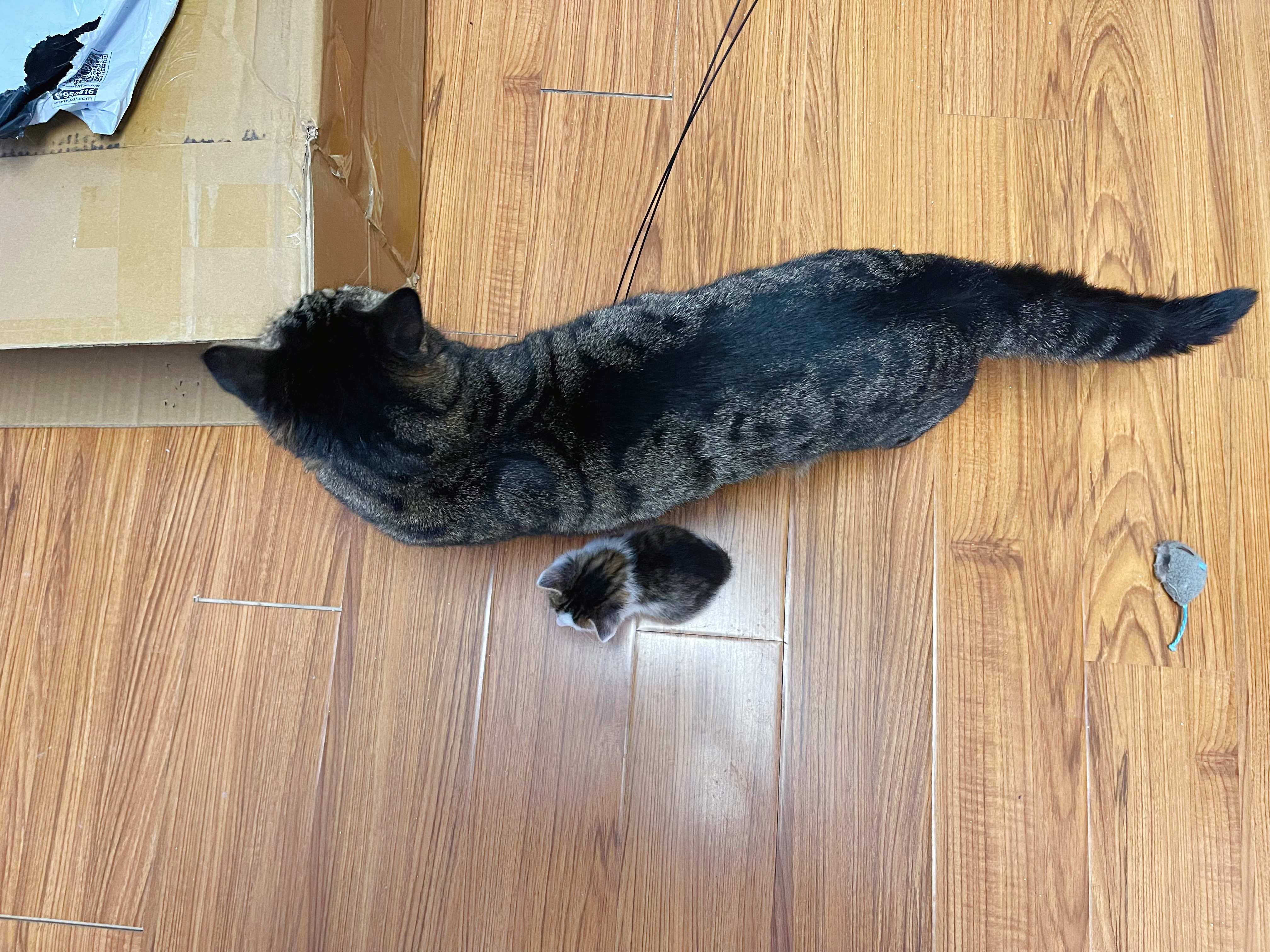 我找大貓，最新探索與影響的魅力