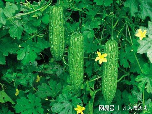 苦瓜最新網(wǎng)站，探索自然美景，尋找內心寧靜的輕松之旅