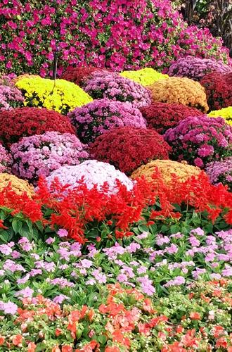 最新鮮花美景之旅，尋找內心平靜的旅程