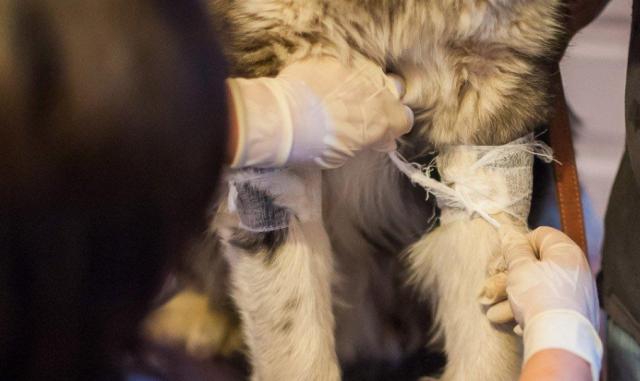 蘇州近期街邊情況，自然美景的心靈之旅體驗紀實(shí)