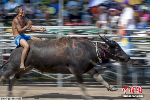 騎水牛比賽，傳統競技的魅力與爭議展現