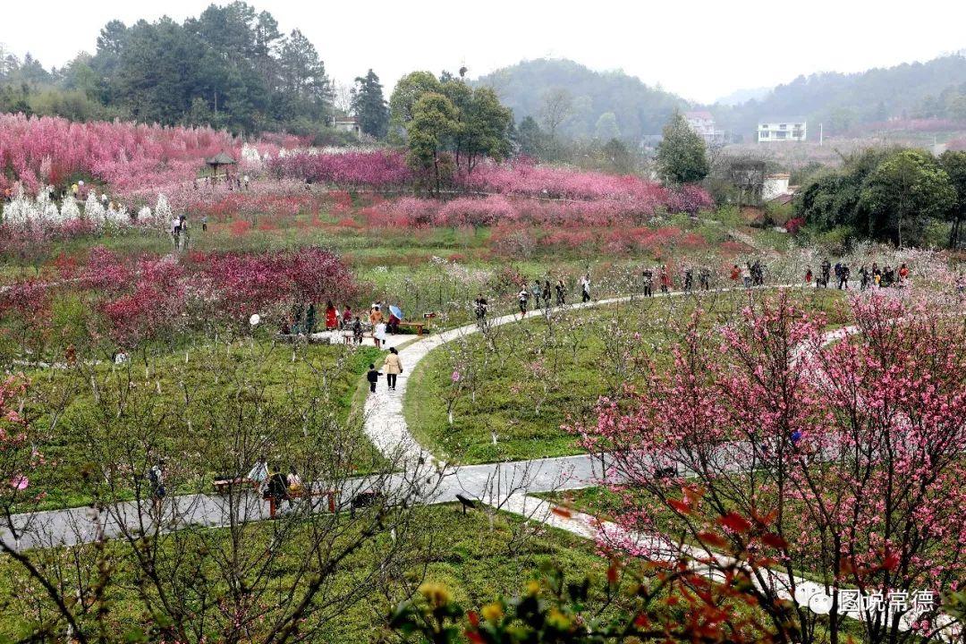 常德最新疫情動(dòng)態(tài)步驟指南，初學(xué)者與進(jìn)階用戶(hù)必讀