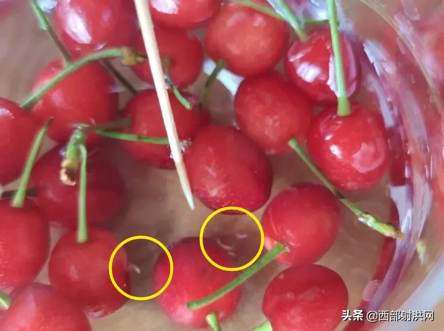 射洪上市公司，小巷深處的獨特風(fēng)味揭秘