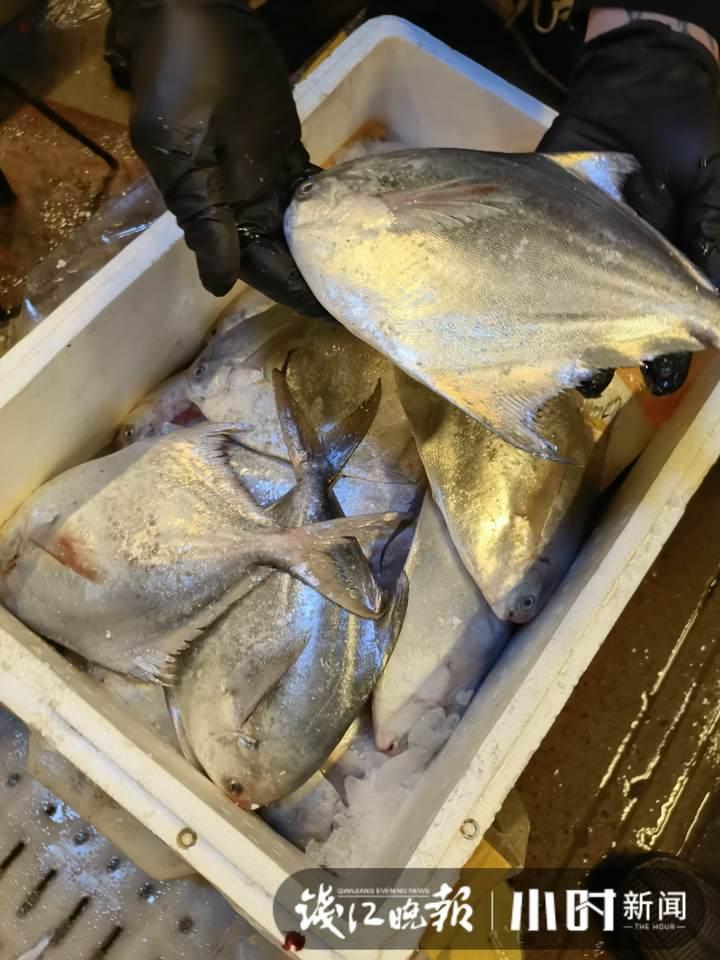 帶魚(yú)行情，一場(chǎng)海鮮盛宴的溫馨之旅