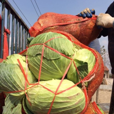 湖北包菜價(jià)格動(dòng)態(tài),湖北包菜價(jià)格動(dòng)態(tài)，一場(chǎng)尋找內心平靜的綠色之旅