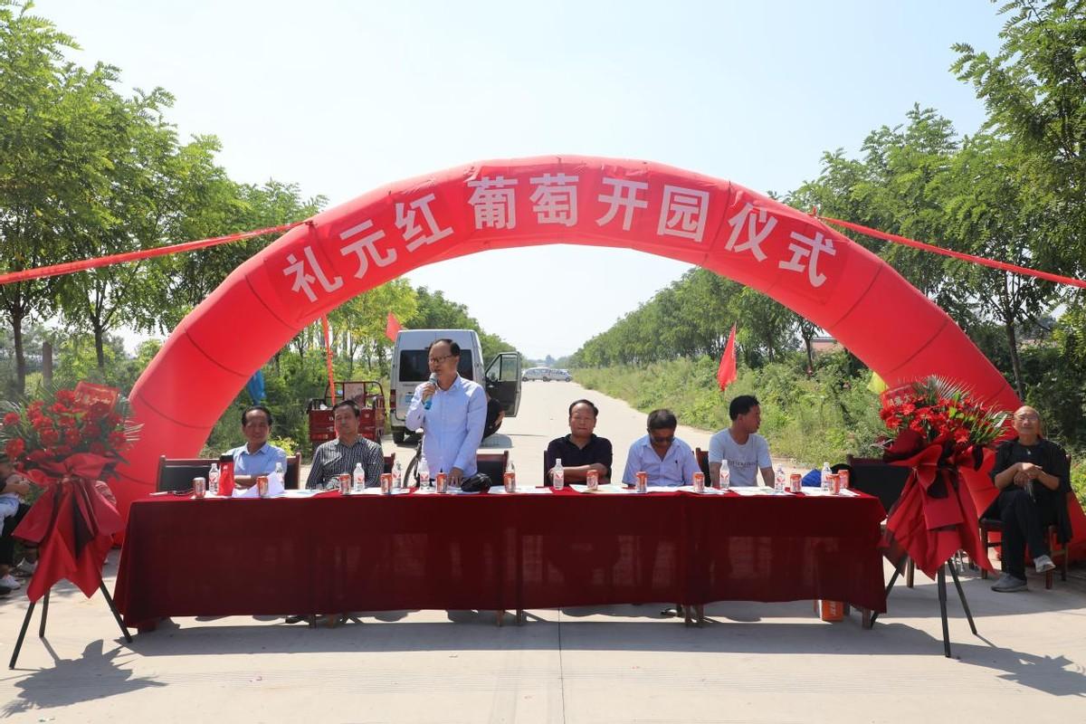 未來(lái)五年葡萄種植行情展望與趨勢分析