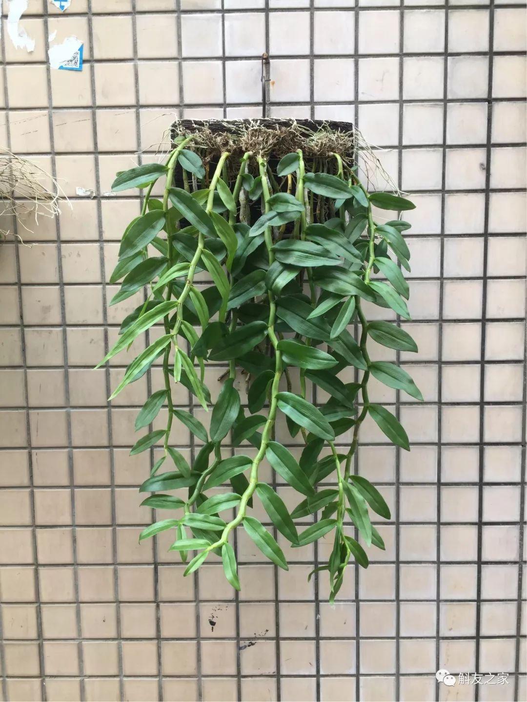 三寧復合肥最新報價(jià)及推薦，優(yōu)質(zhì)肥料選擇指南