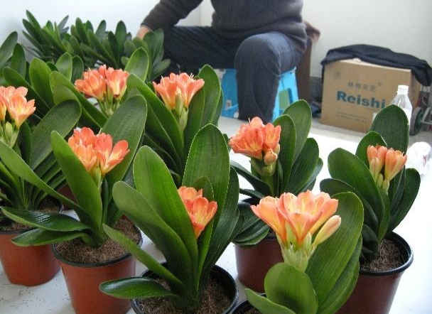 君子蘭價(jià)格變化中的自信與成就感，從綠葉到金花之路