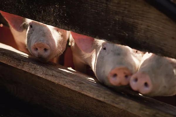 全國生豬市場(chǎng)價(jià)格動(dòng)態(tài)，變化中的機遇與挑戰的旅程