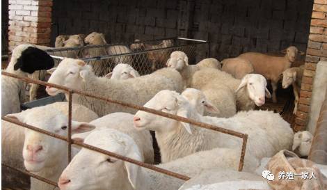 內蒙古活羊價(jià)格指南，如何了解與評估羊只價(jià)值