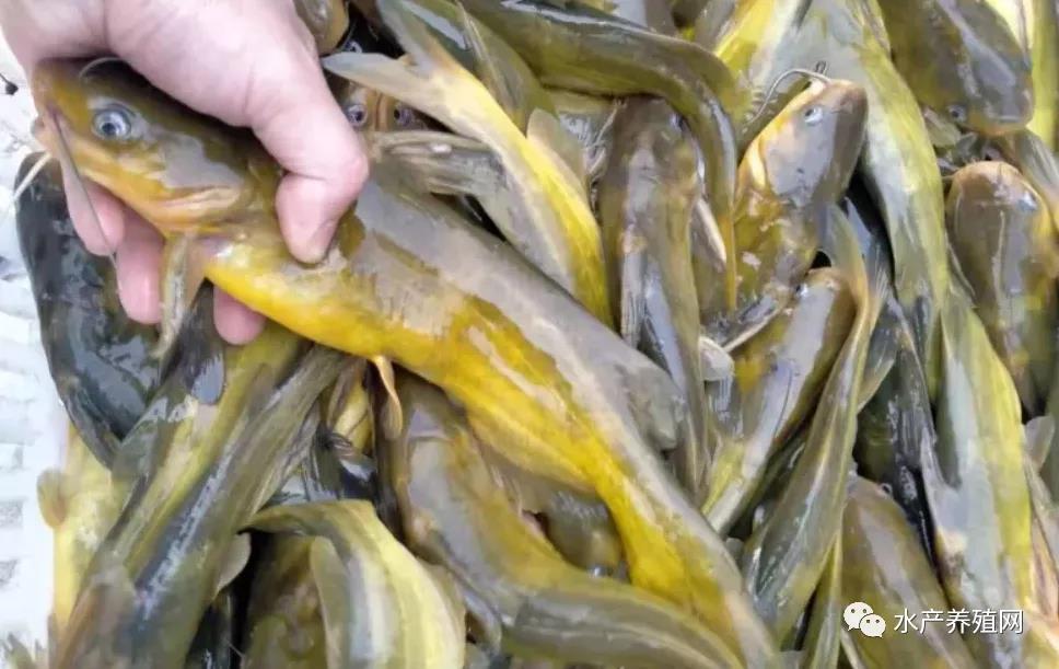 鮰魚(yú)價(jià)格變遷背后的故事，行情變化中的自信與成就感探尋