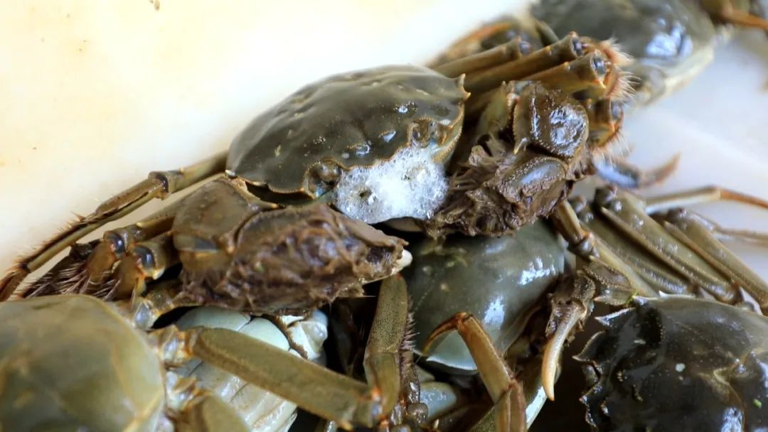 最新蟹類(lèi)養殖技術(shù),最新蟹類(lèi)養殖技術(shù)——科技重塑水生世界，開(kāi)啟蟹類(lèi)養殖新紀元