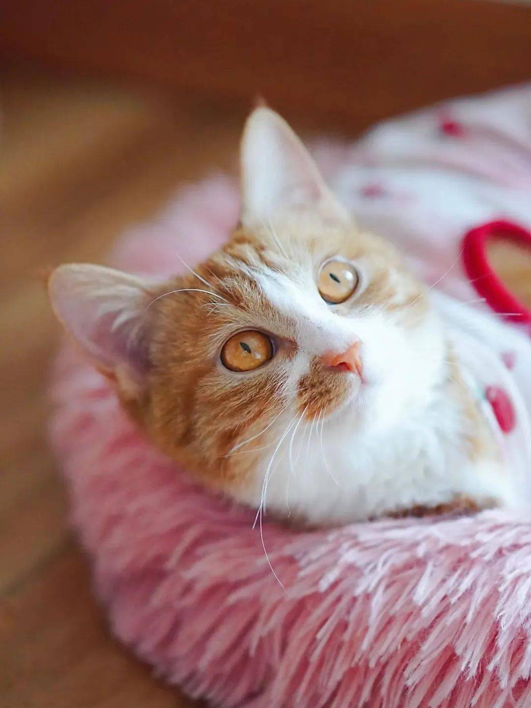 貓咪資訊速遞，探索貓咪的自信成長(cháng)與優(yōu)雅步伐