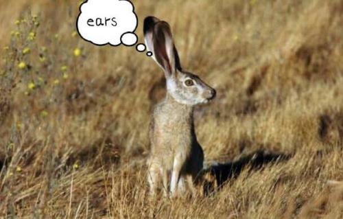 最新夜間捕獵兔子視頻，揭秘夜間捕兔三大要點(diǎn)深度解析