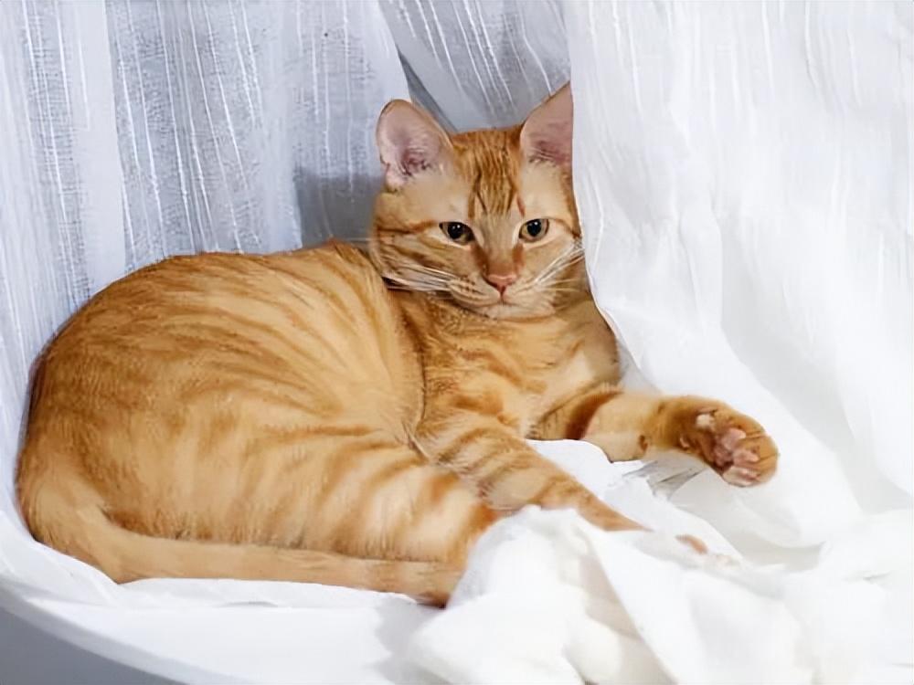 貓品種與價(jià)格，一場(chǎng)自然美景的探尋之旅