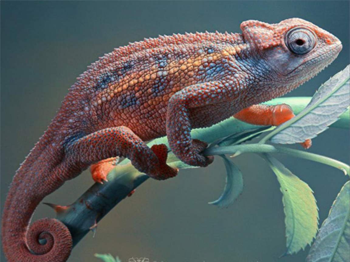 全新版變色龍，小巷中的神秘瑰寶