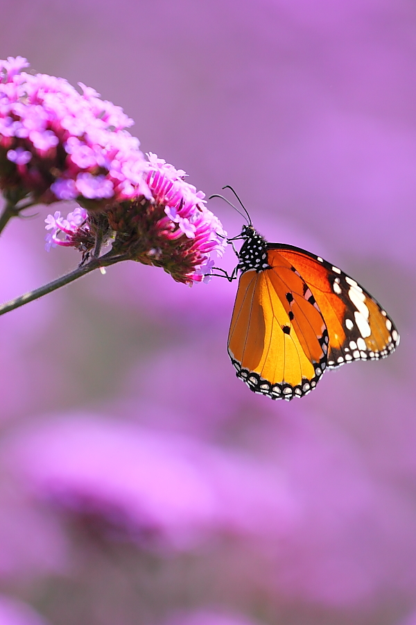 紫蝶舞動(dòng)新篇章，任務(wù)完成與技能學(xué)習指南