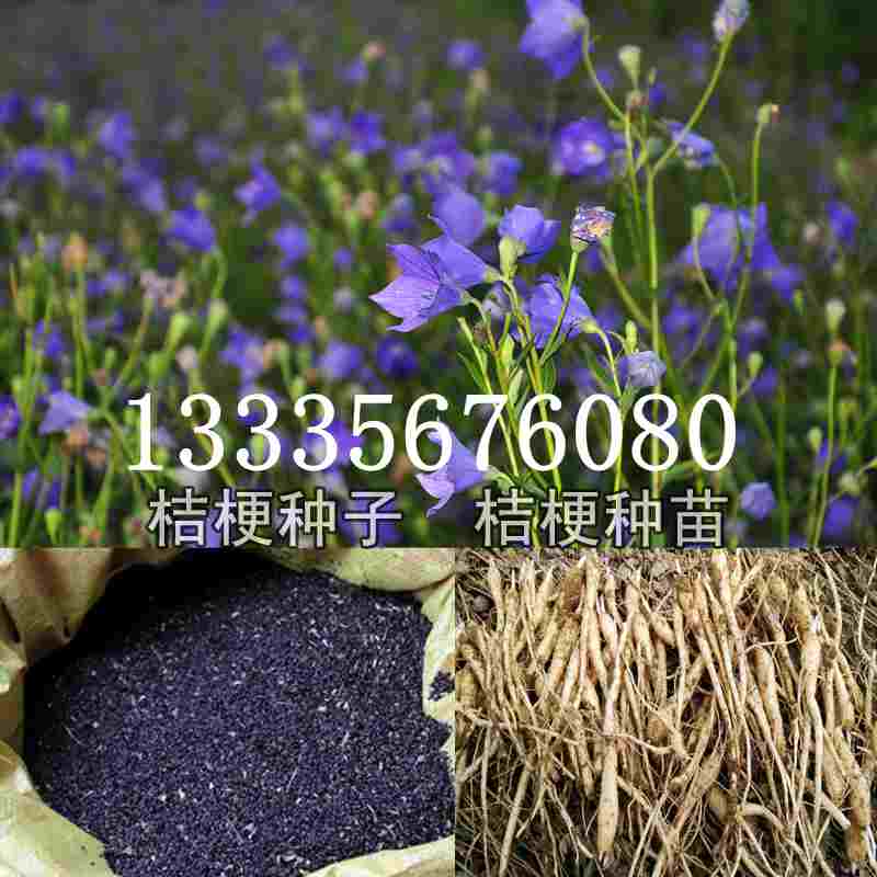 桔梗種子價(jià)格揭秘，成長(cháng)旅程與自信綻放之路