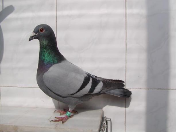 賽鴿定向新進(jìn)展揭秘，小巷中的神秘寶藏探索