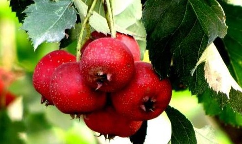 LED光源 第173頁(yè)