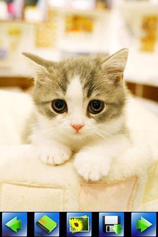 探索特色小店，最新貓咪應用下載，小巷隱藏寶藏的奇妙之旅