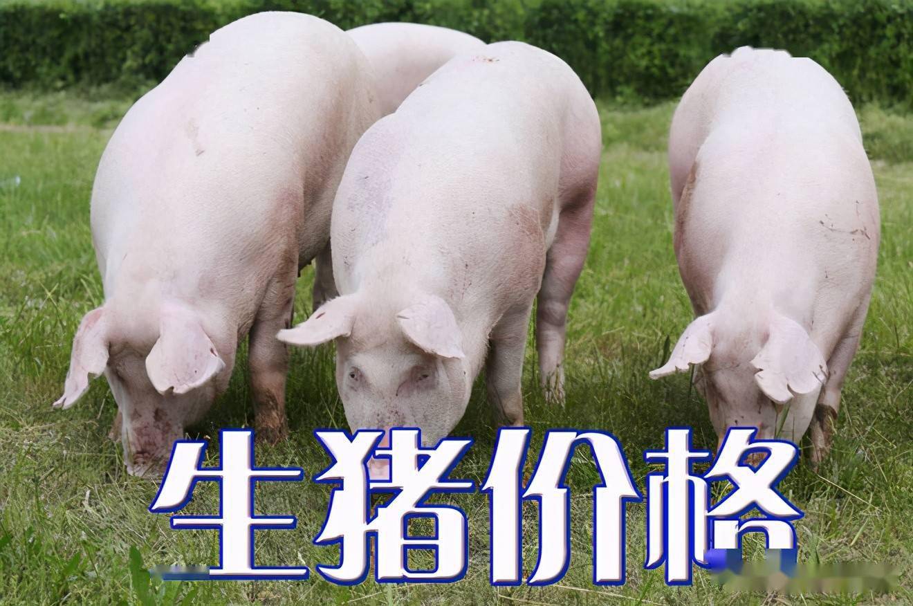 濰坊今日生豬價(jià)格探索，一場(chǎng)綠色之旅尋找內心平靜