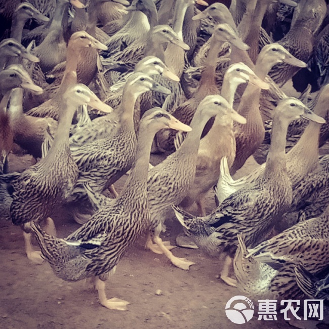 燈飾燈具 第124頁(yè)