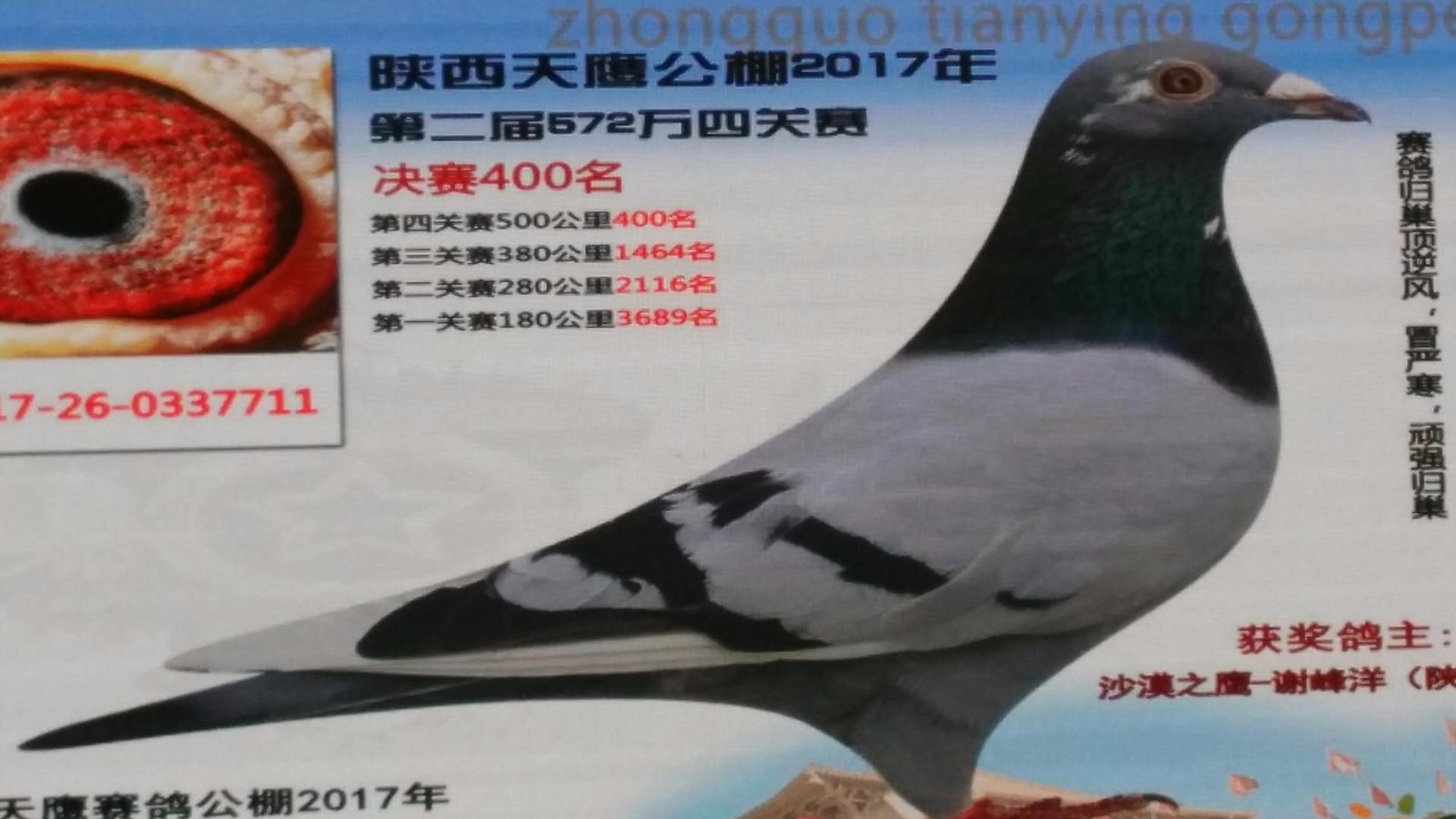 天鷹公棚歷程回顧，最新消息鑄就輝煌篇章