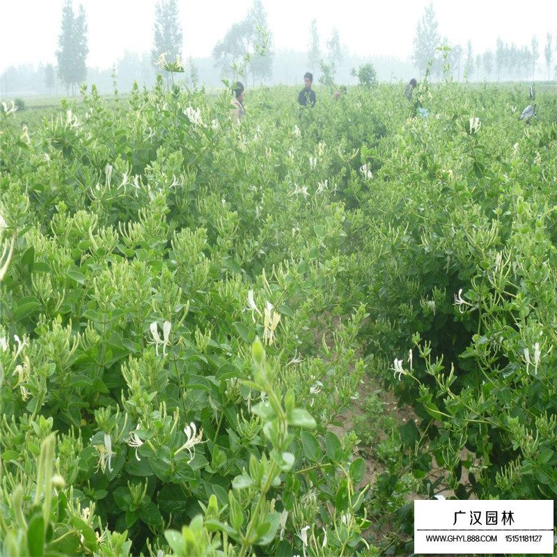 金銀花最新行情與機遇，價(jià)格變動(dòng)中的自信與成就感之源