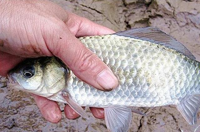 高科技智能魚(yú)探設備引領(lǐng)海洋探索新時(shí)代，最新魚(yú)訊速遞