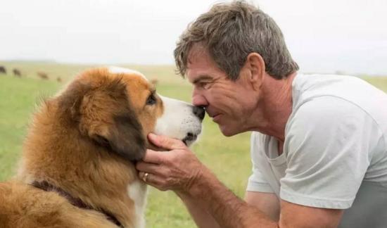 最新關(guān)于狗的電影，深度探討與觀(guān)點(diǎn)闡述