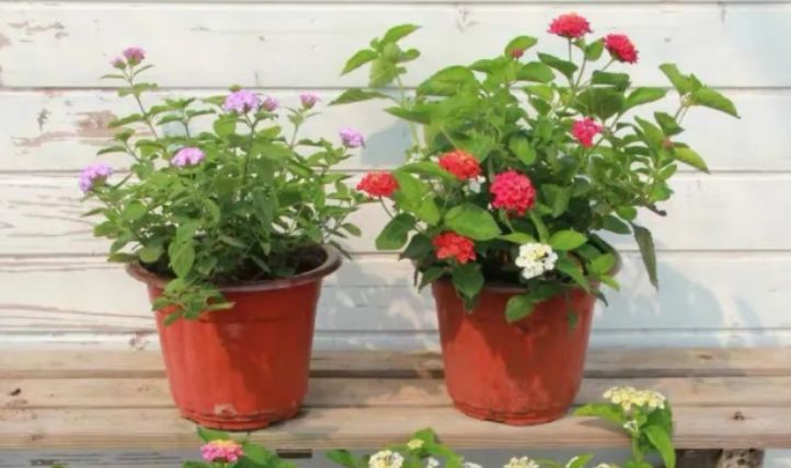 最新跳蛋閱讀視頻，溫馨的讀書(shū)時(shí)光探索之旅