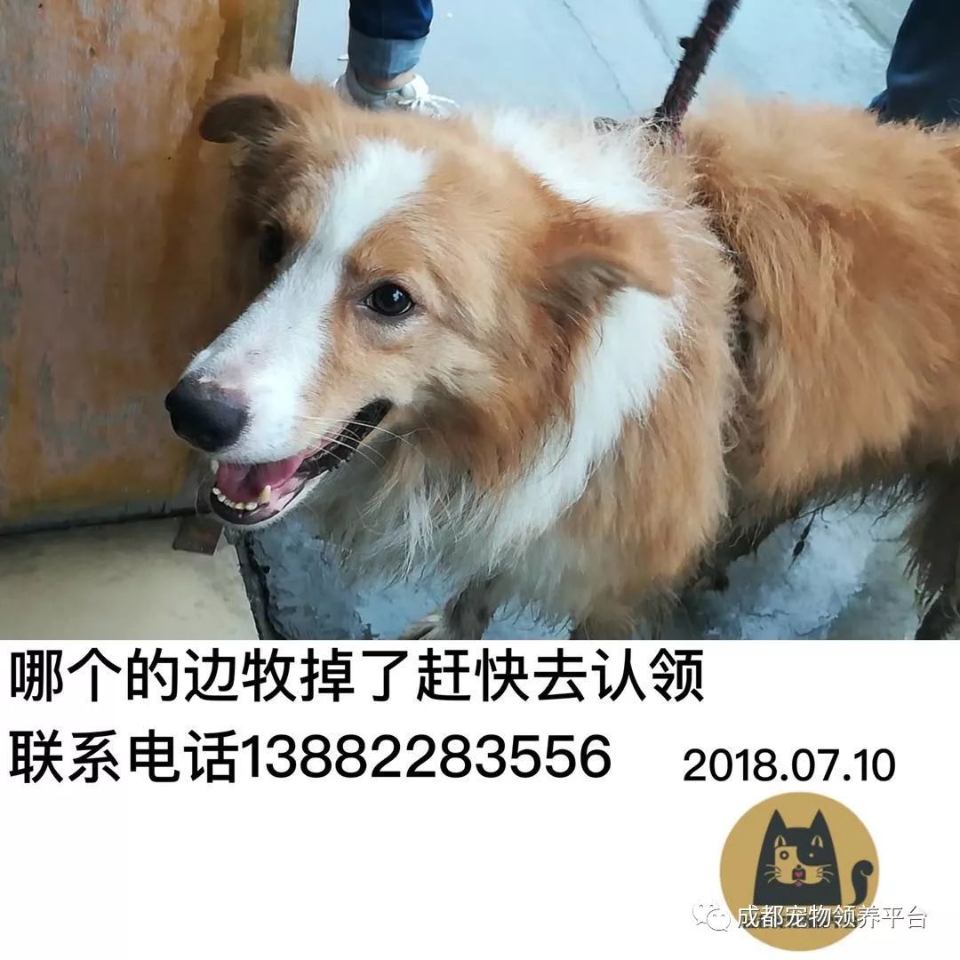 成都最新尋狗記，巷弄深處特色小店中的尋寵之旅