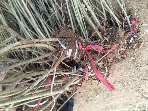 連翅最新價(jià)格深度解析，歷史背景、重要事件與地位探討