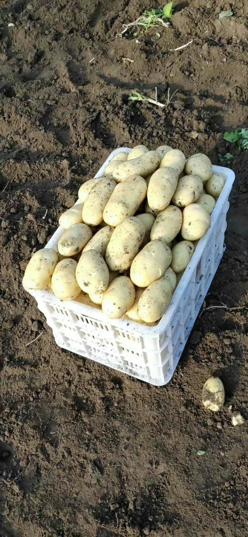 萊西土豆最新價(jià)格動(dòng)態(tài)，變化中的價(jià)值與學(xué)習中的力量