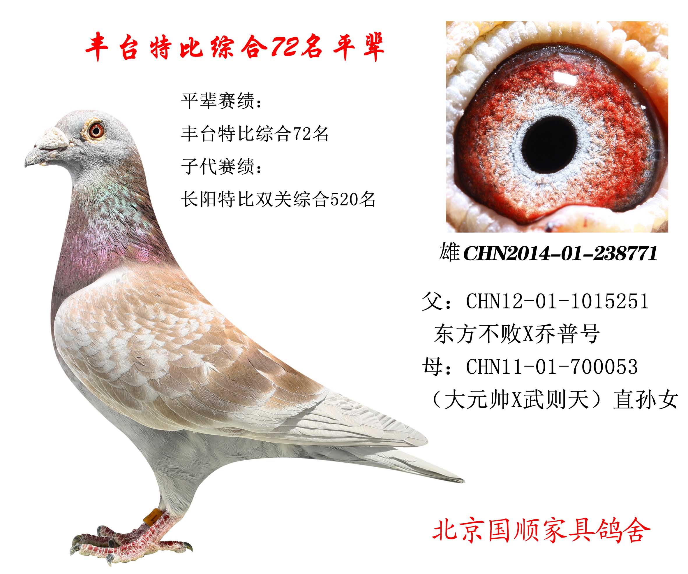 豐臺信鴿最新賽事指南，參賽步驟與賽事概覽