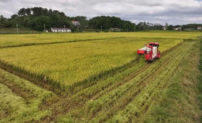 最新直播稻技術(shù)揭秘，小巷深處的稻田直播秘境探索