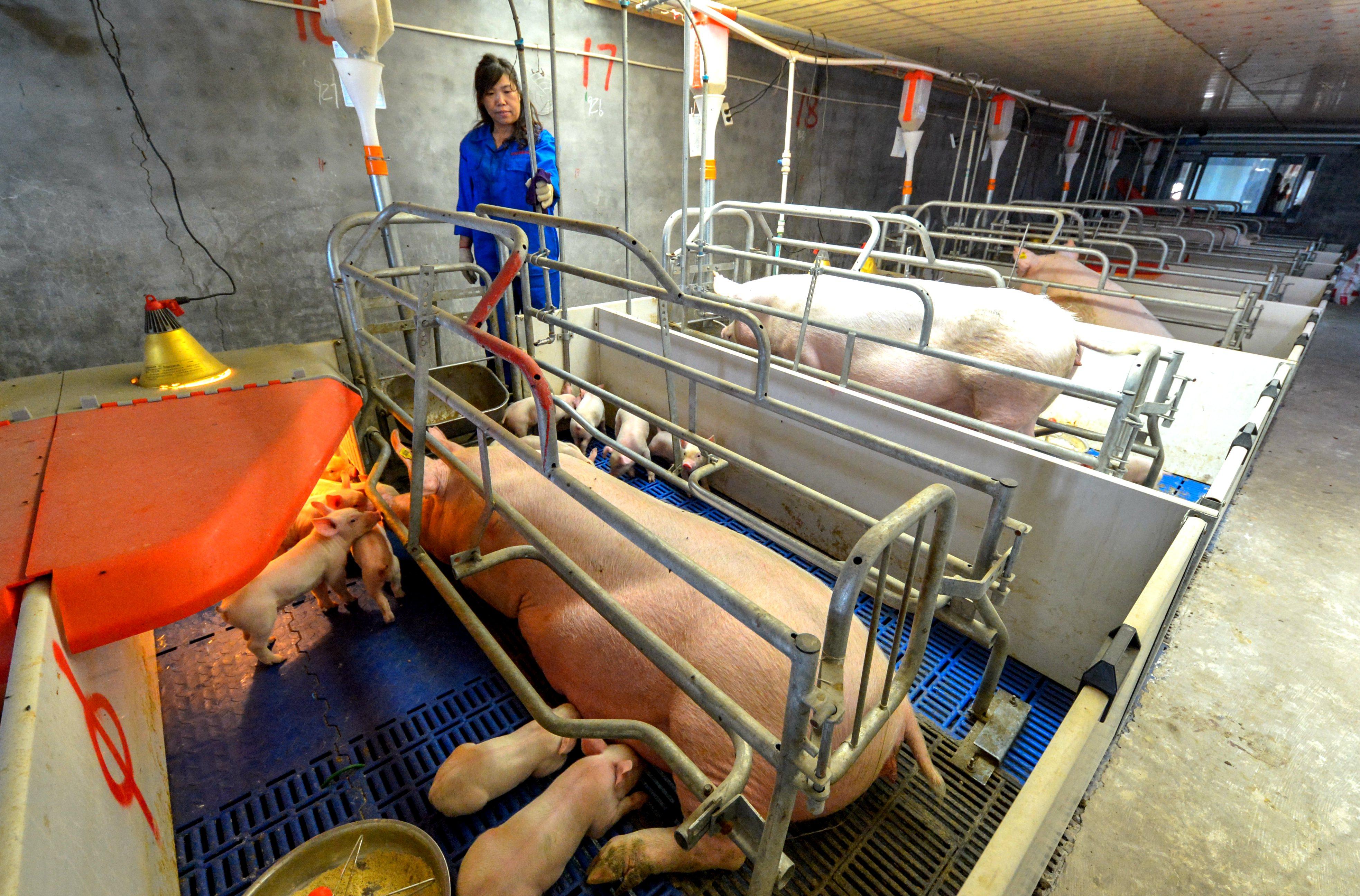 河北仔豬最新價(jià)格揭秘，小巷中的寶藏探索