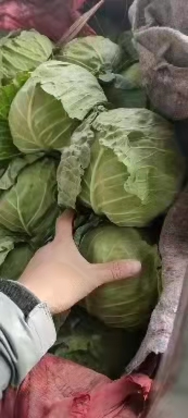 永年甘藍最新價(jià)格及市場(chǎng)走勢、種植要點(diǎn)與購買(mǎi)指南全解析